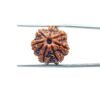 7-Mukhi-Nepal-Rudraksha-19.25-Mm-Mp-C.jpg
