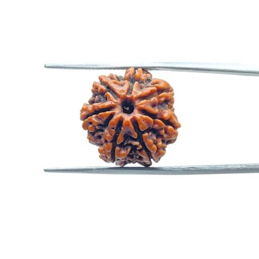 7-Mukhi-Nepal-Rudraksha-19.25-Mm-Mp-C.jpg