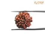 7-Mukhi-Nepal-Rudraksha-19.32-Mm-Bp-C.jpg