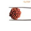 7 Mukhi Nepal Rudraksha (19.40 Mm) 13 7-Mukhi-Nepal-Rudraksha-19.40-Mm-Bp-C.jpg