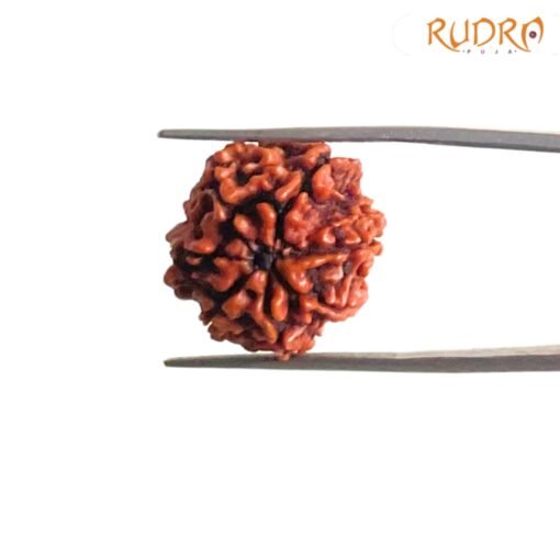 7-Mukhi-Nepal-Rudraksha-19.40-MM-BP-C.jpg