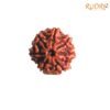 7 Mukhi Nepal Rudraksha (19.40 Mm) 14 7-Mukhi-Nepal-Rudraksha-19.40-Mm-Fpc.jpg