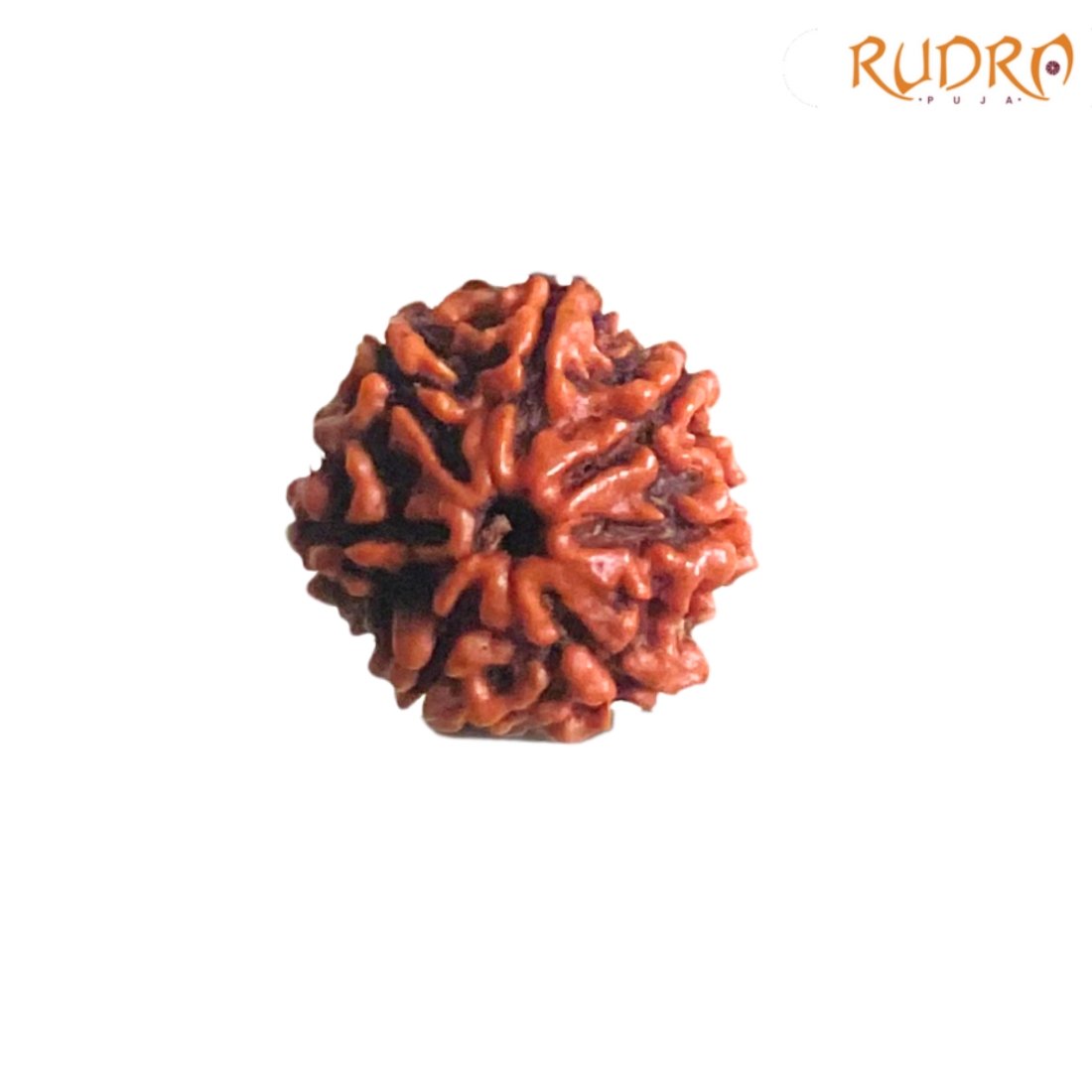 7 Mukhi Nepal Rudraksha (19.40 Mm) 3 7-Mukhi-Nepal-Rudraksha-19.40-Mm-Fpc.jpg