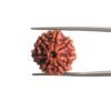 7-Mukhi-Nepal-Rudraksha-19.40-Mm-Mp-C.jpg
