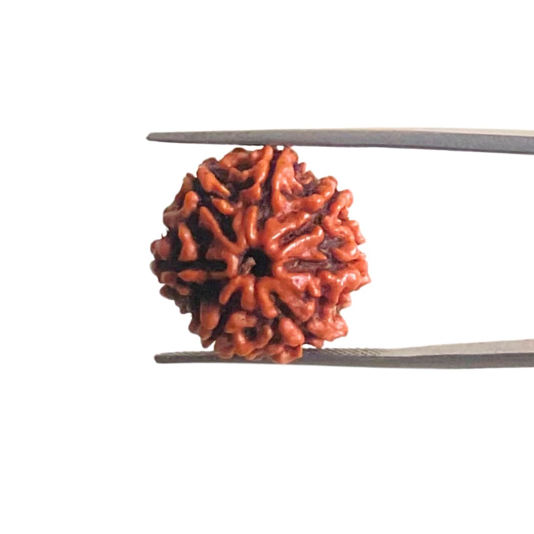 7 Mukhi Nepal Rudraksha (19.40 Mm) 1 7-Mukhi-Nepal-Rudraksha-19.40-Mm-Mp-C.jpg