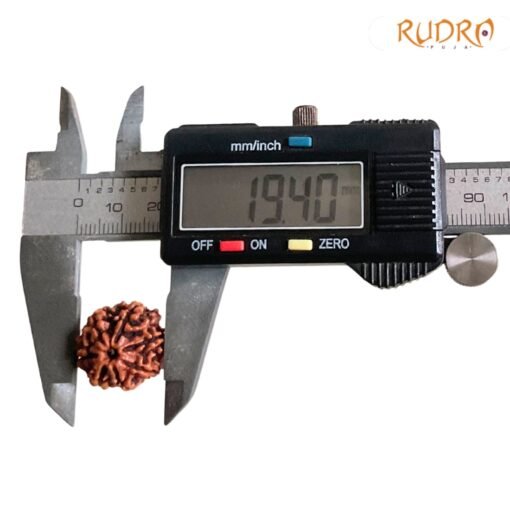 7-Mukhi-Nepal-Rudraksha-19.40-MM-OP-C.jpg