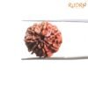 7 Mukhi Nepal Rudraksha ( 19.45 Mm) 13 7-Mukhi-Nepal-Rudraksha-19.45-Mm-Bp-C.jpg