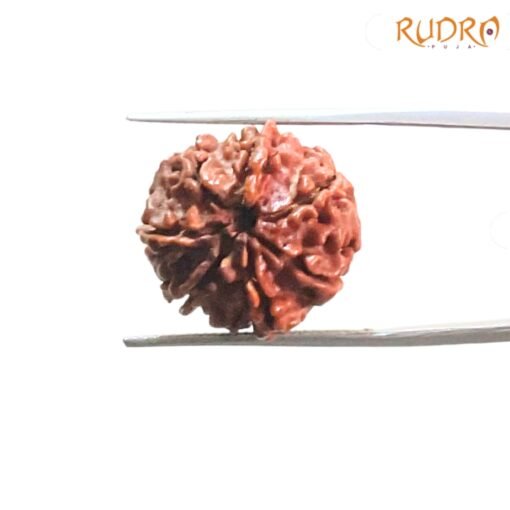 7-Mukhi-Nepal-Rudraksha-19.45-Mm-Bp-C.jpg
