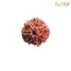 7 Mukhi Nepal Rudraksha ( 19.45 Mm) 14 7-Mukhi-Nepal-Rudraksha-19.45-Mm-Fp-C.jpg
