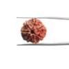 7-Mukhi-Nepal-Rudraksha-19.45-Mm-Mp-C.jpg