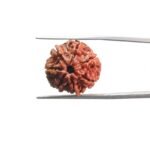 7-Mukhi-Nepal-Rudraksha-19.45-MM-MP-C.jpg