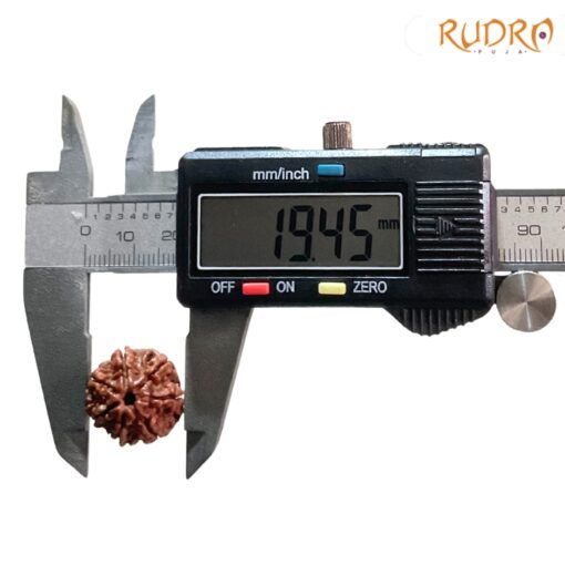 7-Mukhi-Nepal-Rudraksha-19.45-Mm-Op-C.jpg