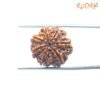 7 Mukhi Nepal Rudraksha ( 19.53 Mm) 14 7-Mukhi-Nepal-Rudraksha-19.53-Mm-Bp-C.jpg