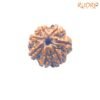 7 Mukhi Nepal Rudraksha ( 19.53 Mm) 13 7-Mukhi-Nepal-Rudraksha-19.53-Mm-Fp-C.jpg