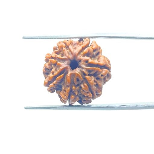 7-Mukhi-Nepal-Rudraksha-19.53-Mm-Mp-C.jpg