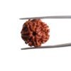 7 Mukhi Nepal Rudraksha ( 19.58 Mm)