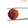 7 Mukhi Nepal Rudraksha ( 19.58 Mm)