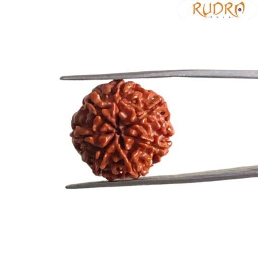 7 Mukhi Nepal Rudraksha ( 19.58 MM)