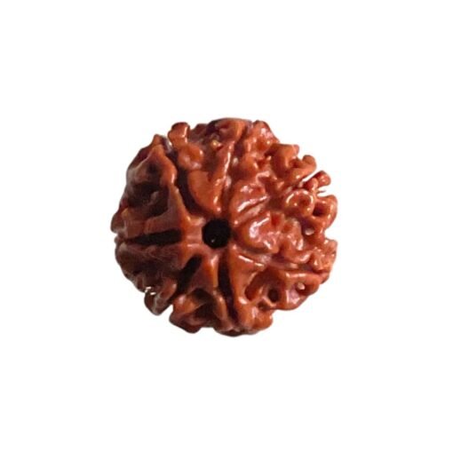 7 Mukhi Nepal Rudraksha ( 19.58 MM)