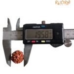 7 Mukhi Nepal Rudraksha ( 19.58 Mm)