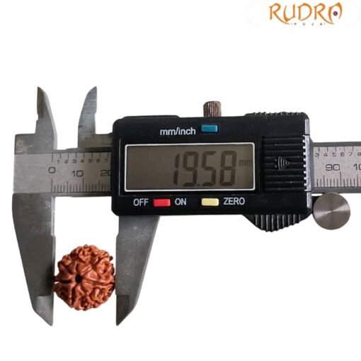 7 Mukhi Nepal Rudraksha ( 19.58 MM)