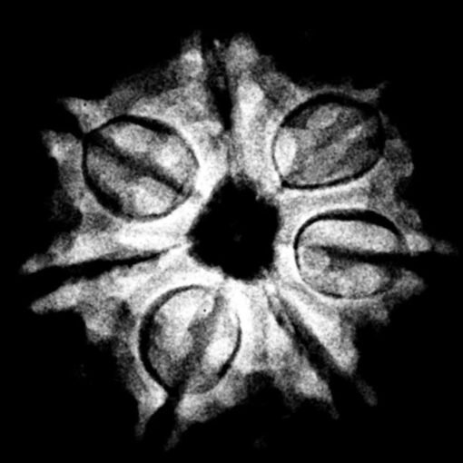 7 Mukhi Nepal Rudraksha ( 19.58 MM) x-ray