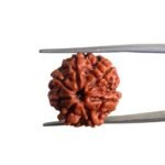 7 Mukhi Nepal Rudraksha (19.60 MM)