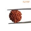 7 Mukhi Nepal Rudraksha (19.60 Mm) 13 7 Mukhi Nepal Rudraksha (19.60 Mm)