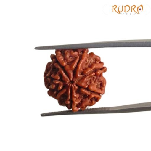 7 Mukhi Nepal Rudraksha (19.60 Mm)