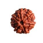 7 Mukhi Nepal Rudraksha (19.60 Mm)