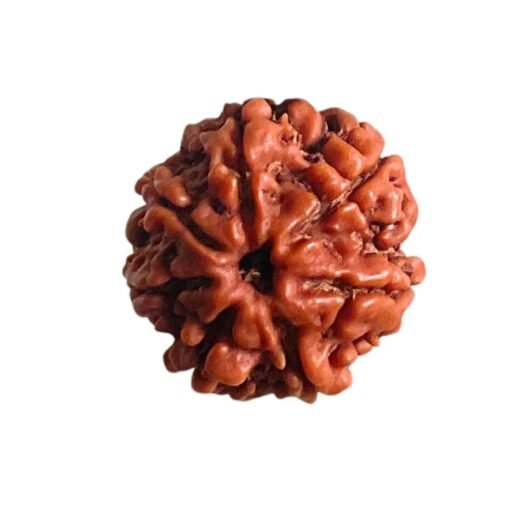 7 Mukhi Nepal Rudraksha (19.60 Mm)