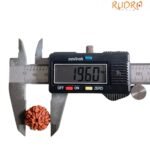 7 Mukhi Nepal Rudraksha (19.60 Mm)