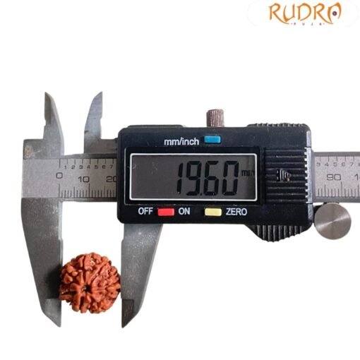 7 Mukhi Nepal Rudraksha (19.60 Mm)