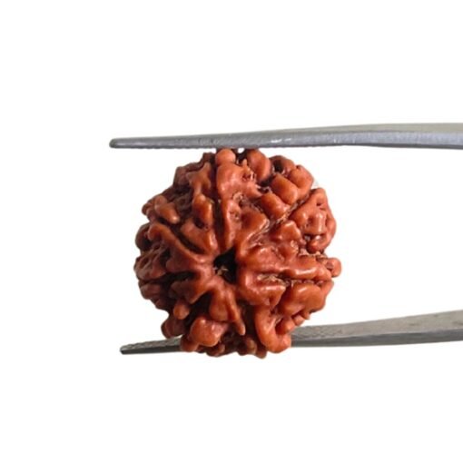 7 Mukhi Nepal Rudraksha (19.60 Mm)