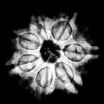 7 Mukhi Nepal Rudraksha (19.60 Mm) X-Ray