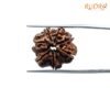 7 Mukhi Nepal Rudraksha (19.62 Mm) 14 7-Mukhi-Nepal-Rudraksha-19.62-Mm-Bp-C.jpg