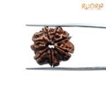 7 Mukhi Nepal Rudraksha (19.62 Mm) 7 7-Mukhi-Nepal-Rudraksha-19.62-Mm-Bp-C.jpg