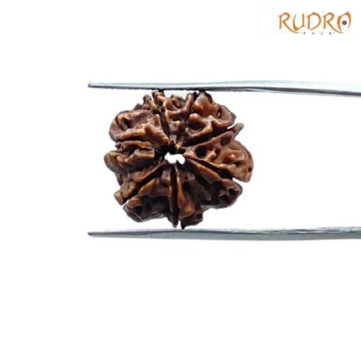 7-Mukhi-Nepal-Rudraksha-19.62-MM-BP-C.jpg