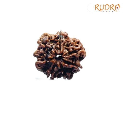 7-Mukhi-Nepal-Rudraksha-19.62-MM-FP-C.jpg