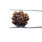 7-Mukhi-Nepal-Rudraksha-19.62-MM-MP-C.jpg