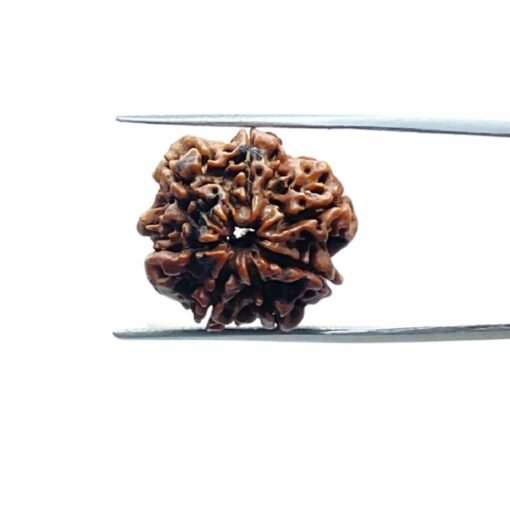 7-Mukhi-Nepal-Rudraksha-19.62-Mm-Mp-C.jpg
