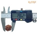 7 Mukhi Nepal Rudraksha (19.62 Mm) 8 7-Mukhi-Nepal-Rudraksha-19.62-Mm-Op-C.jpg