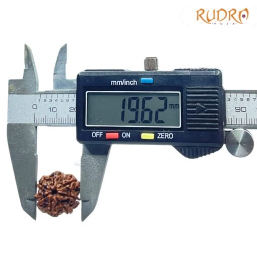 7-Mukhi-Nepal-Rudraksha-19.62-MM-OP-C.jpg