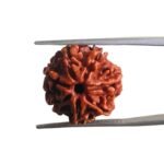 7 Mukhi Nepal Rudraksha (19.68 MM)
