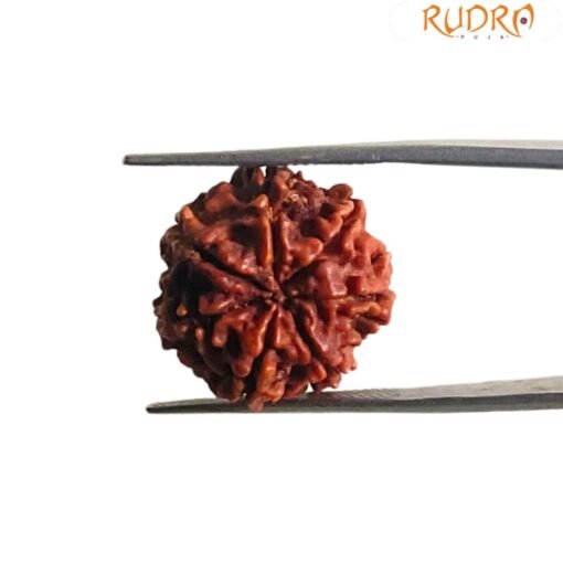 7 Mukhi Nepal Rudraksha (19.68 Mm)