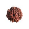 7 Mukhi Nepal Rudraksha (19.68 Mm) 14 7 Mukhi Nepal Rudraksha (19.68 Mm)