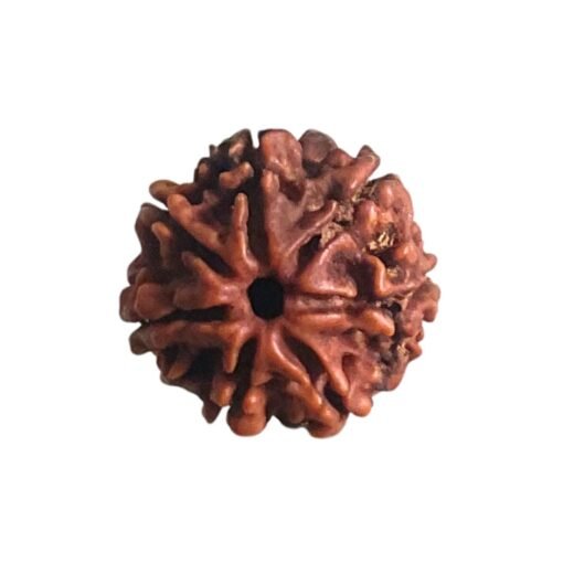 7 Mukhi Nepal Rudraksha (19.68 Mm)