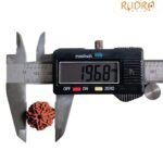 7 Mukhi Nepal Rudraksha (19.68 Mm)