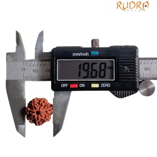 7 Mukhi Nepal Rudraksha (19.68 Mm)