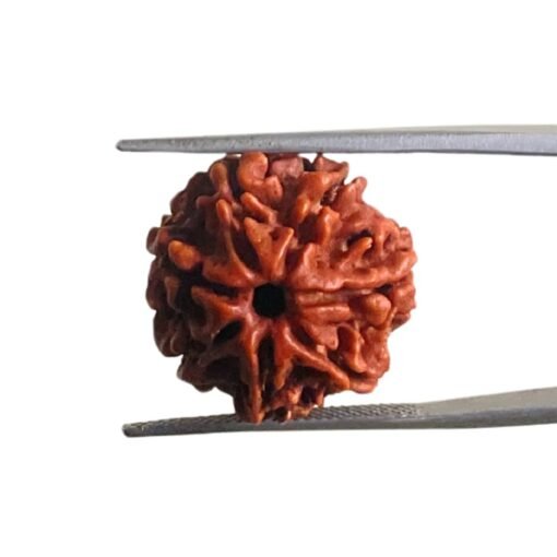 7 Mukhi Nepal Rudraksha (19.68 Mm)